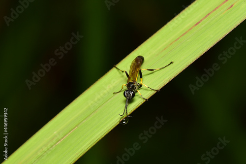 Hymenoptera, macro, close up, background, insect, nature, bug, animal, leaf, bee, wing, wings, detail, grass