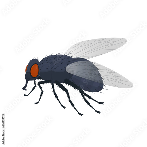 Fly. Insect fly, vector illustration