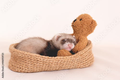 The little ferret is sleeping