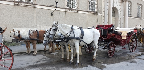 Photography horse and carriage