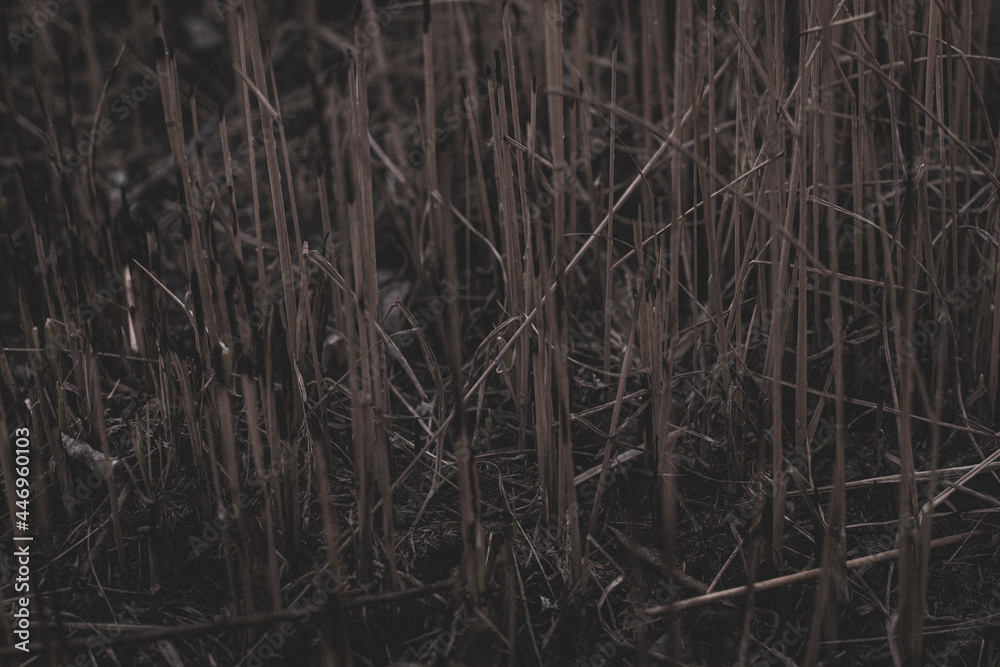 Obraz premium texture grass