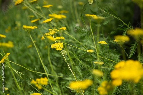 yellow herb in the grass