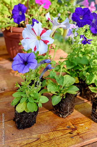 Colorful petunia seedlings are prepared for planting on a wooden table. Close-up photo with selective soft focus.
