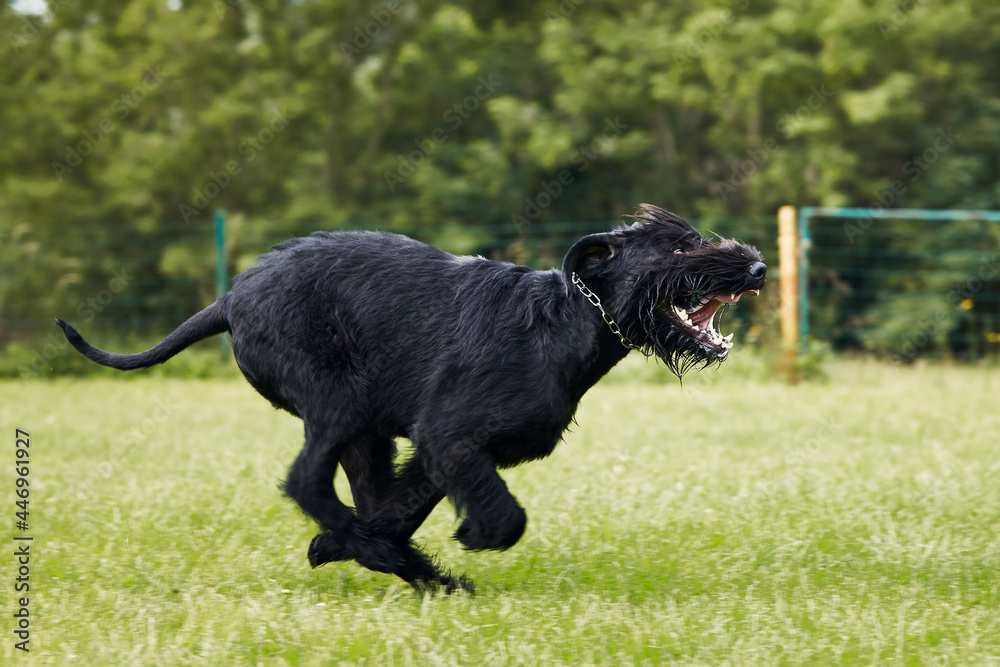 Dog running in grass. Black Giant Schnauzer sprinting on meadow during summer day.. Dog running in grass. Black Giant Schnauzer sprinting on meadow during summer day..