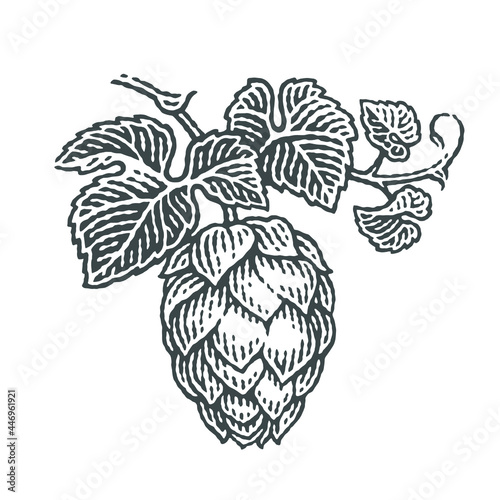 Hop, brewing beer. Hops on a twig with leaves. Hand drawn engraving style illustrations. Vector engraving.