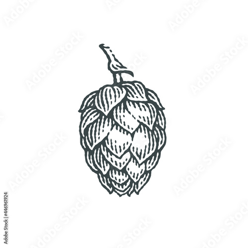 Hop, brewing beer. Hops on a twig with leaves. Hand drawn engraving style illustrations. Vector engraving.