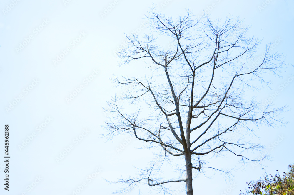 dry and dead trees still stand strong dry and dead trees still stand strong