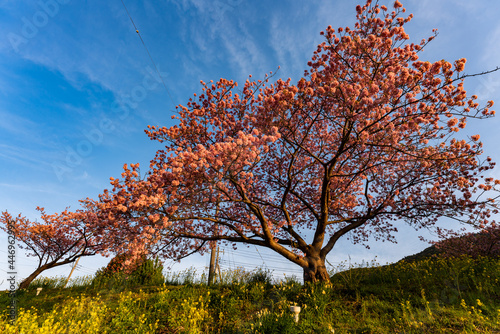 みなみの桜 菜の花 まつり 快晴 早朝