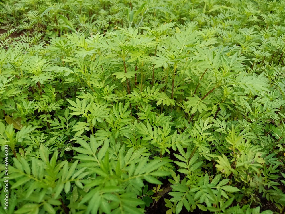 Organic marigold seedlings are created in the nursery Organic marigold seedlings are created in the nursery