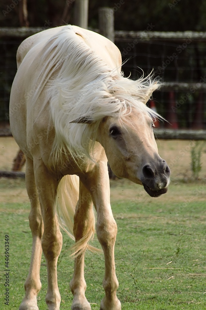 portrait of a light brown horse portrait of a light brown horse