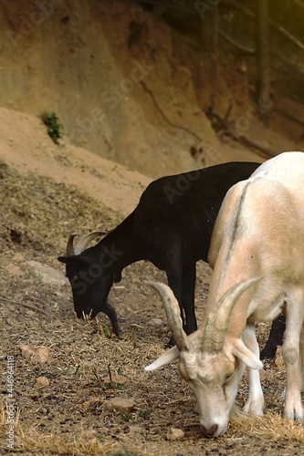 goats eating grass © Alex Usieto