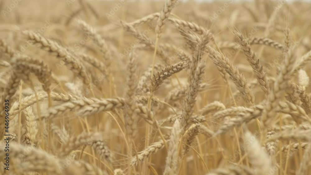 4k. Wheat field close up. Ears of golden wheat move in the wind. Farm, crops, autumn harvest. 4k. Wheat field close up. Ears of golden wheat move in the wind. Farm, crops, autumn harvest.