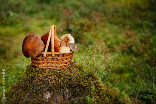 Wicker basket on the green edge of the forest with mushrooms. Harvesting.