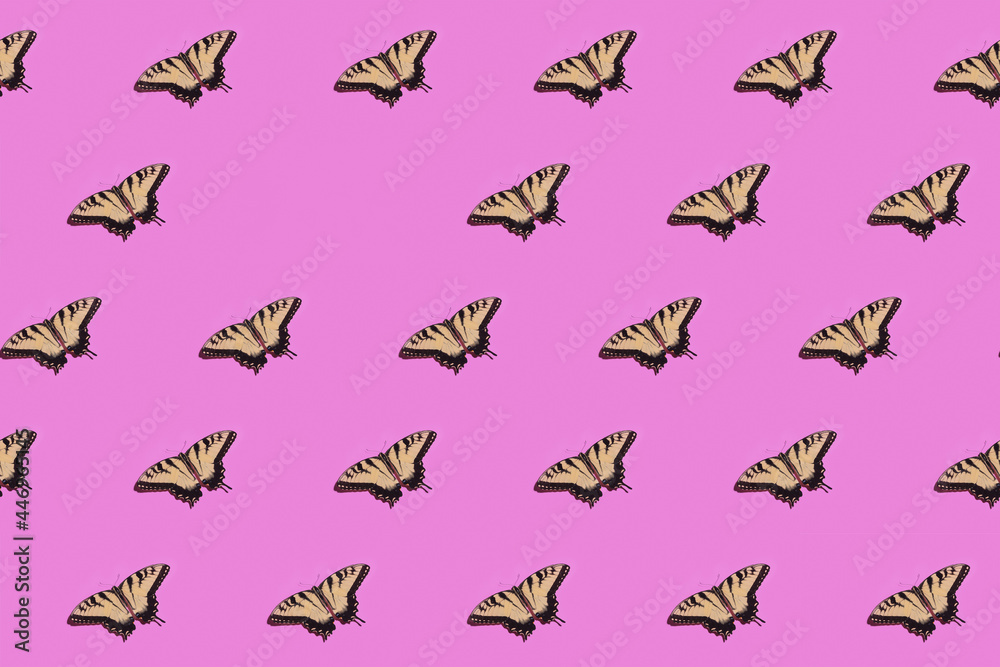 Eastern Tiger Swallowtail (papilio glaucus) butterflies on purple flat surface