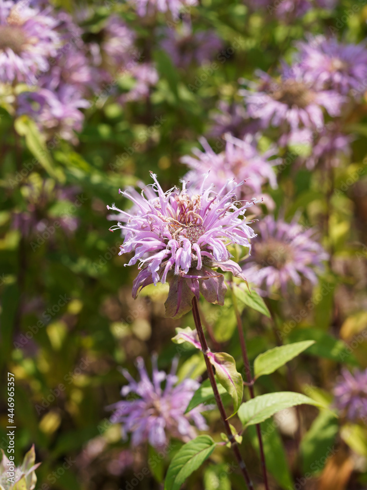 Monarda russeliana oder Russels Indianernessel bildet purpurrote Blüten in sommer
