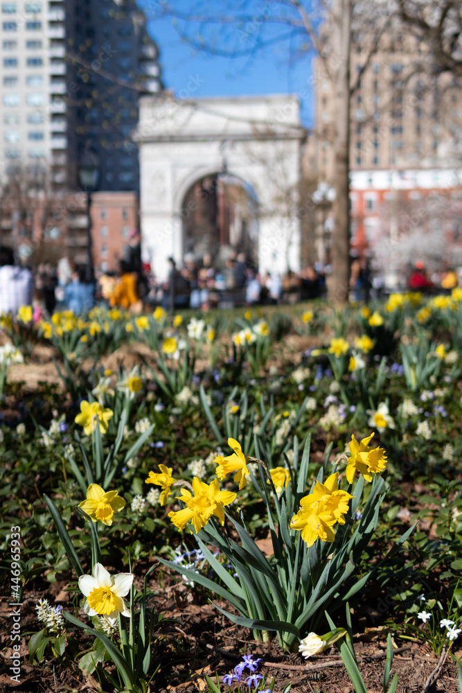 Obraz premium Yellow and White Daffodils during Spring at Washington Square Park in Greenwich Village of New York City