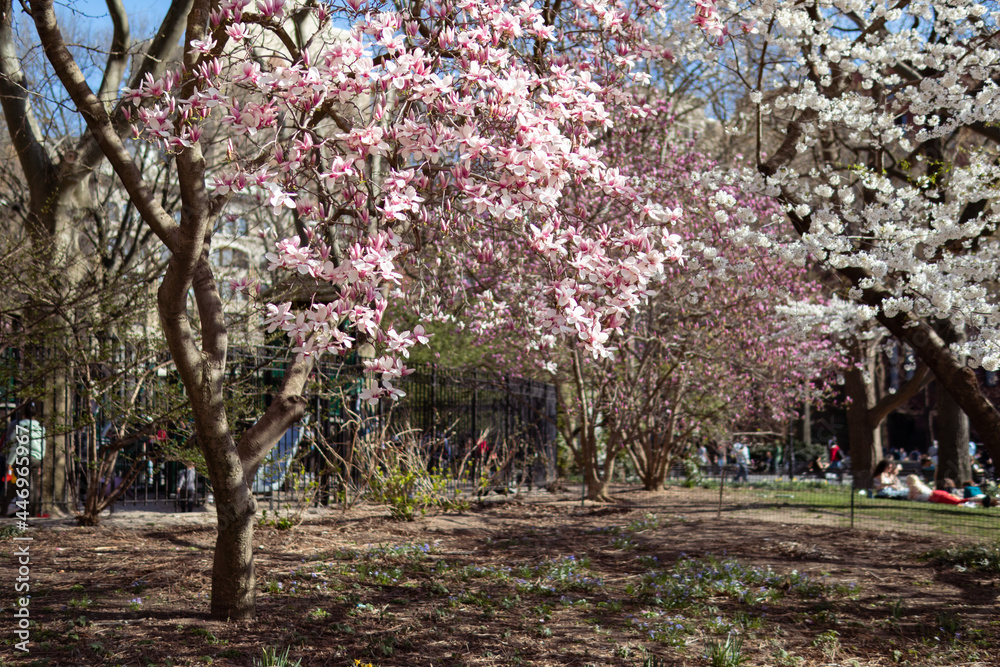 Naklejka premium Blooming Pink Magnolia Tree at Washington Square Park during Spring in Greenwich Village of New York City