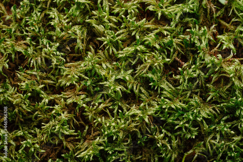 Green dense forest moss. Close-up of the forest nature. Moss texture.