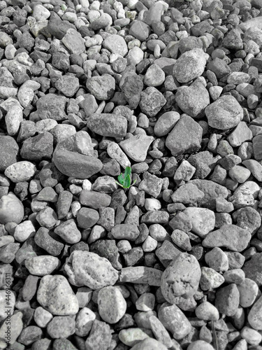 Sprout among grey stones background. High quality photo