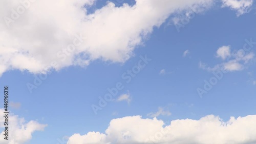 Tilt down video clip from blue sky and clouds to a field of flowers pink poppies 
