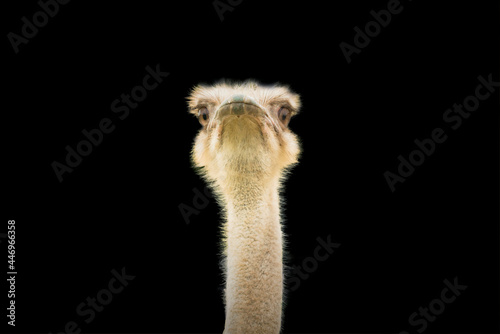 Emu looking at camera isolated on black background with copy space