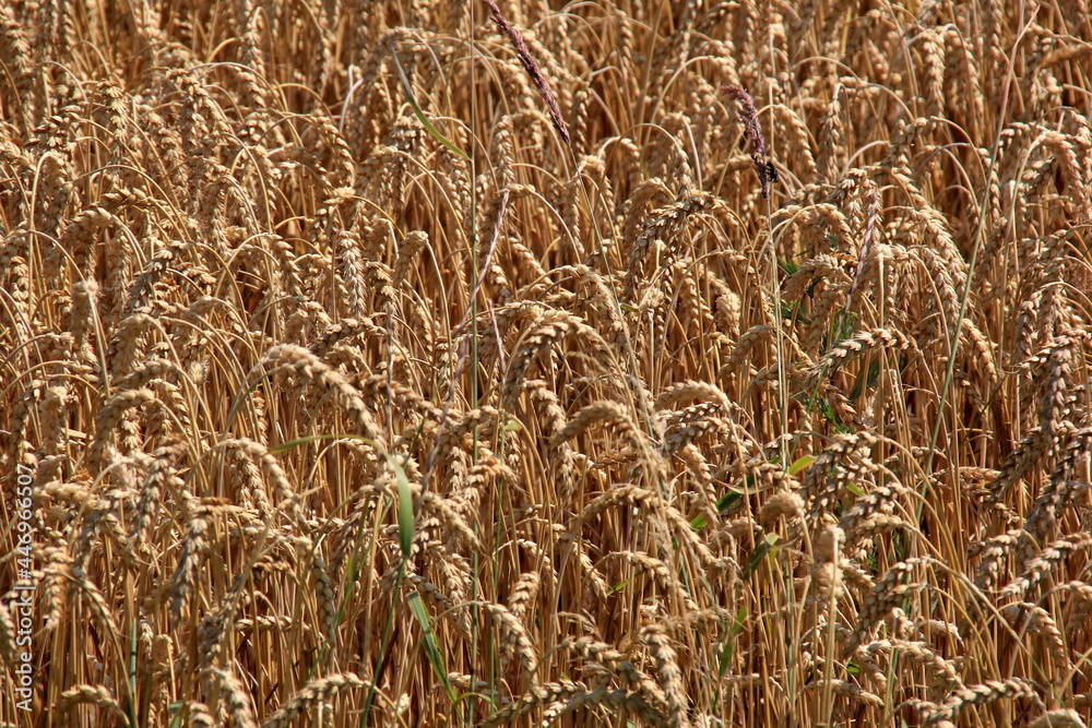 Wheat field.Wheat field in summer ready to be harvested. Cereal field ready for harvesting with fallen down broken by wind wheat heads Wheat field.Wheat field in summer ready to be harvested. Cereal field ready for harvesting with fallen down broken by wind wheat heads