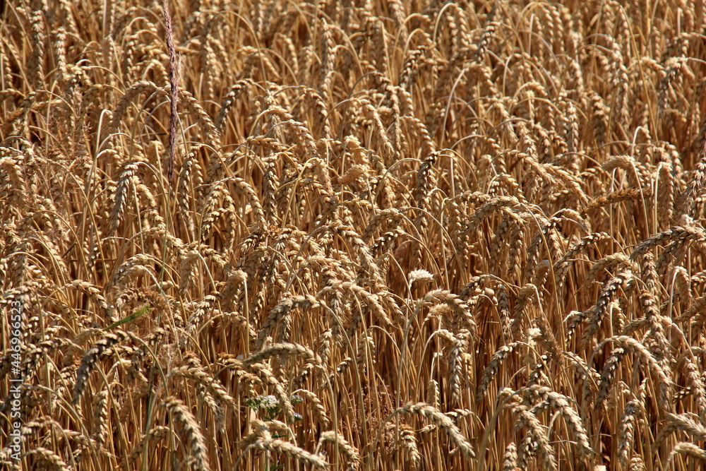 Wheat field.Wheat field in summer ready to be harvested. Cereal field ready for harvesting with fallen down broken by wind wheat heads Wheat field.Wheat field in summer ready to be harvested. Cereal field ready for harvesting with fallen down broken by wind wheat heads