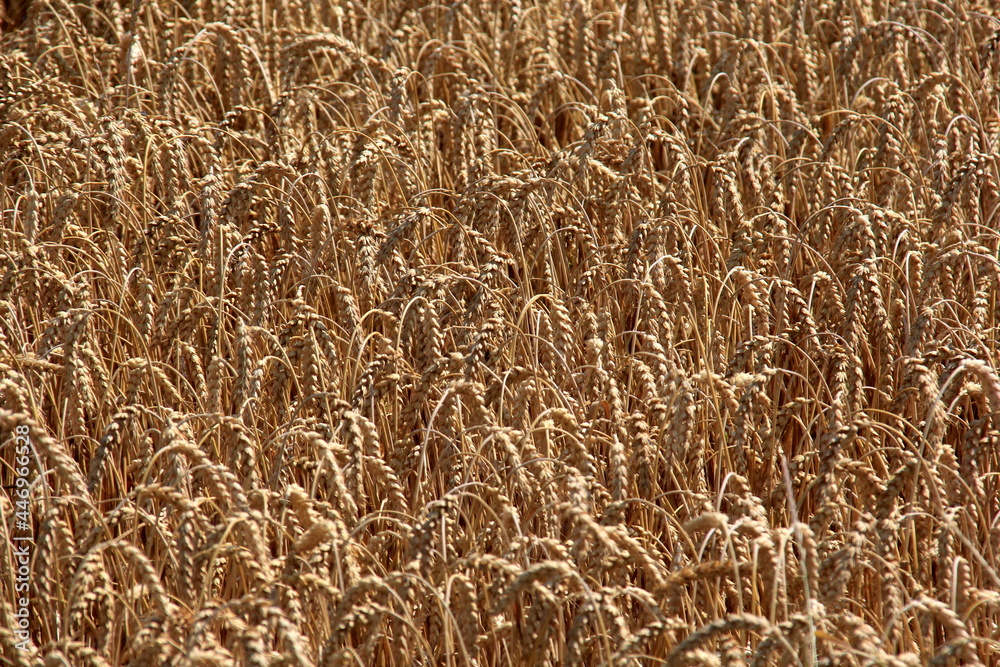 Wheat field.Wheat field in summer ready to be harvested. Cereal field ready for harvesting with fallen down broken by wind wheat heads Wheat field.Wheat field in summer ready to be harvested. Cereal field ready for harvesting with fallen down broken by wind wheat heads