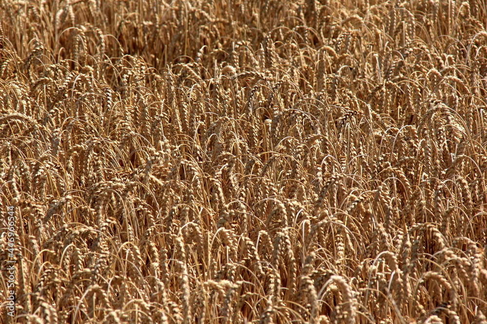 Wheat field.Wheat field in summer ready to be harvested. Cereal field ready for harvesting with fallen down broken by wind wheat heads Wheat field.Wheat field in summer ready to be harvested. Cereal field ready for harvesting with fallen down broken by wind wheat heads