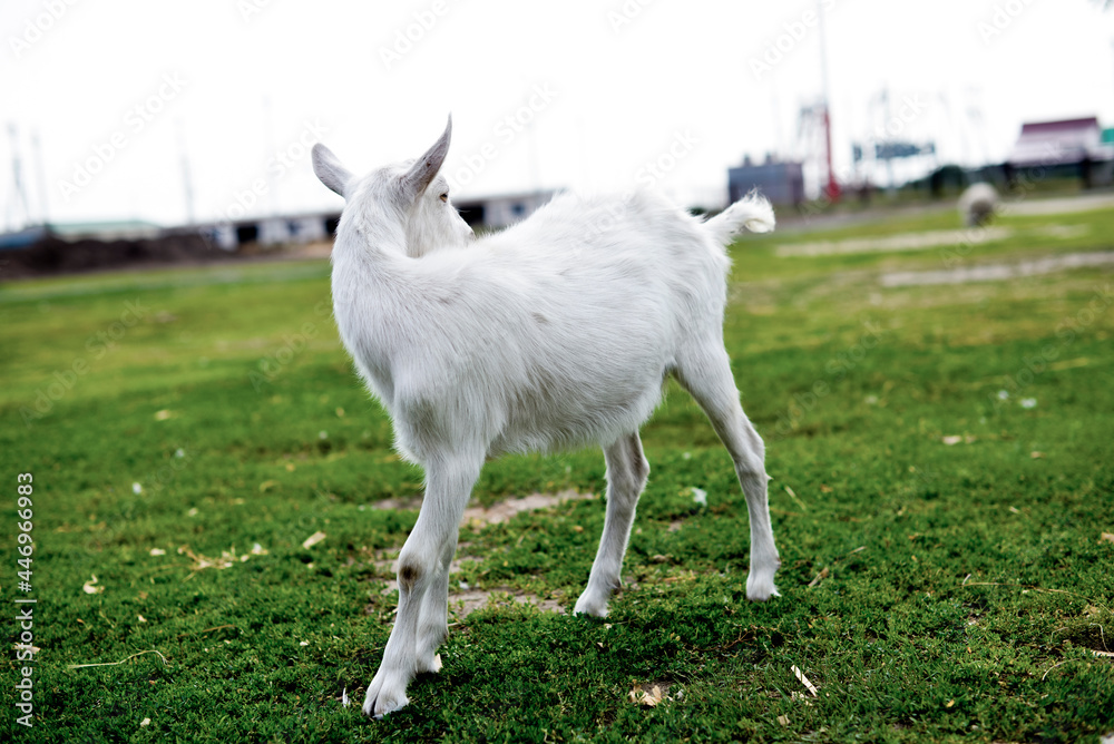 Cute goatling outdoors in grass, rural wildlife photo Cute goatling outdoors in grass, rural wildlife photo
