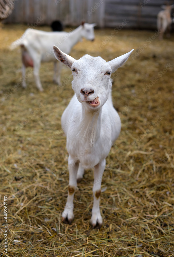 Curious goats chew hay and stare at the camera, rural wildlife photo Curious goats chew hay and stare at the camera, rural wildlife photo