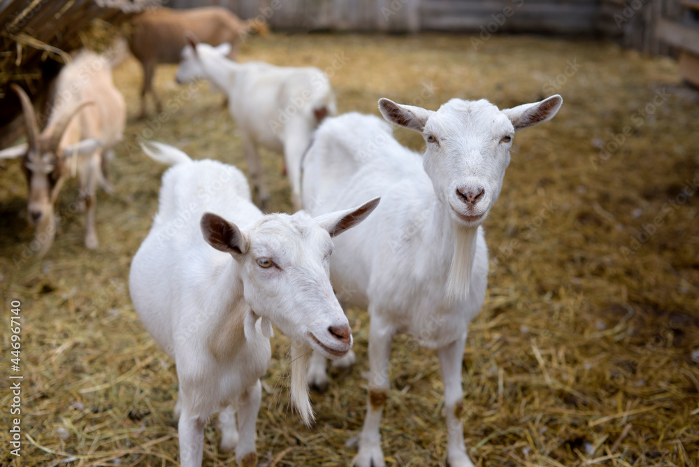 Curious goats chew hay and stare at the camera, rural wildlife photo Curious goats chew hay and stare at the camera, rural wildlife photo