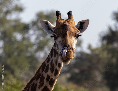 portrait of a giraffe licking its lips © Louis