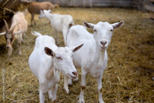 Curious goats chew hay and stare at the camera, rural wildlife photo © Olga Pedan