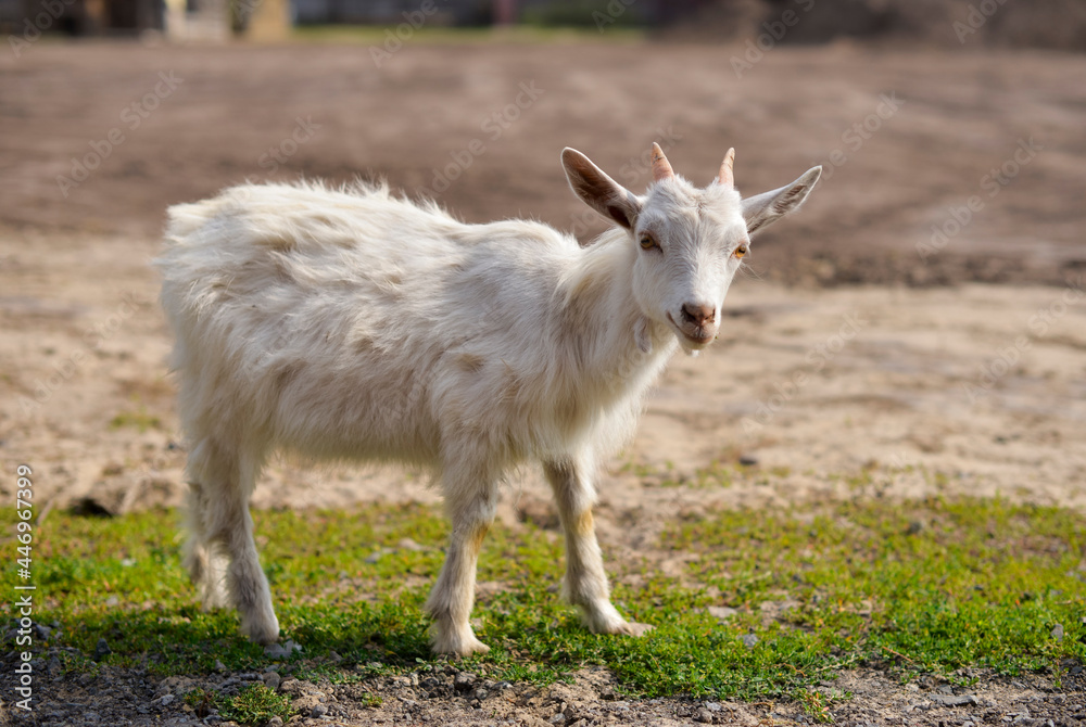 Cute goatling outdoors in grass, rural wildlife photo Cute goatling outdoors in grass, rural wildlife photo