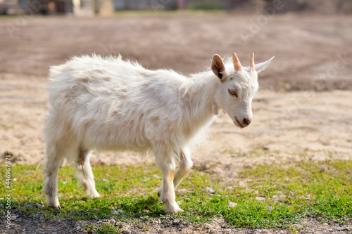 Cute goatling outdoors in grass, rural wildlife photo