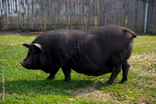 Big pig eating green grass
