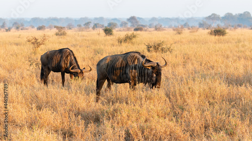 Savanna landscape with two blue wildebeest golden grass