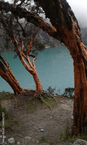 tree in the water © Graziela