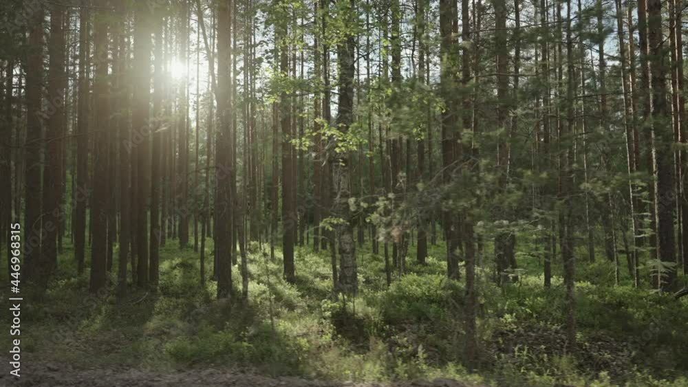 Driving plate through green pine forest on a sunny summer day