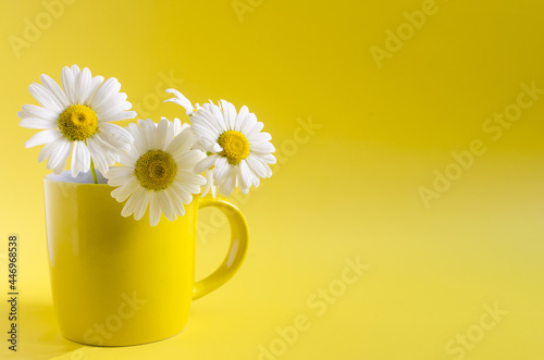 Chamomile flowers in a yellow circle on a yellow background. Flowers with white petals on a light background kopi space photo