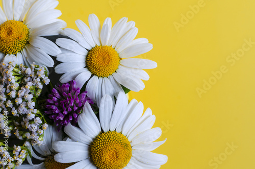 Chamomile flowers and other wildflowers on a yellow background. Flowers with white petals on a bright yellow background of kopi space