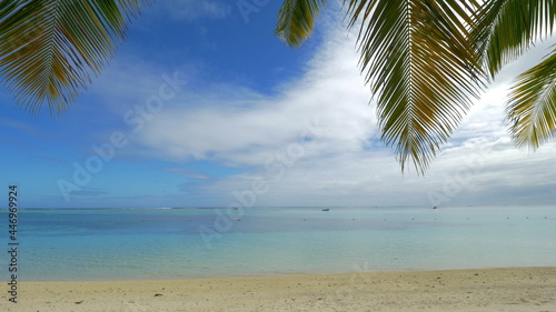 Ocean skyline  beach and palm branches