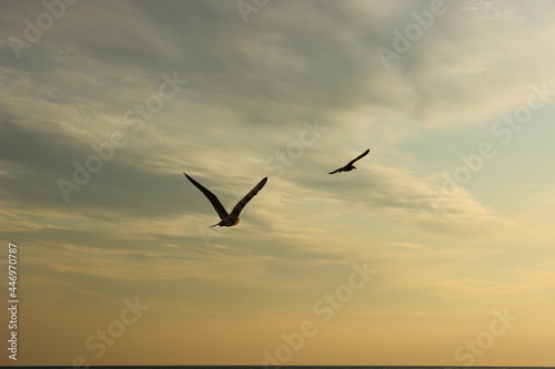 flying seagull © Данила Золотухин