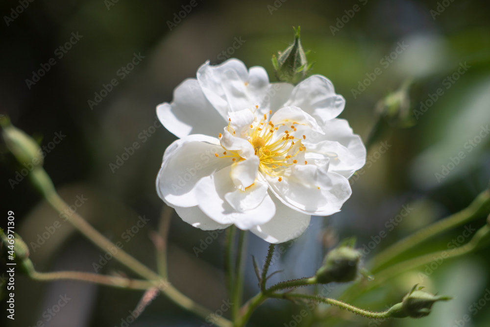 Macro shot of a rose blossom
