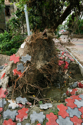 Super cyclone Amphan uprooted tree and the force raised the pavement. Tree fell and blocked pavement. The devastation has made many trees fall on ground. Shot at Howrah, West Bengal, India photo