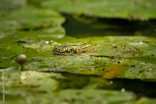 TOA_1416-1_Frosch