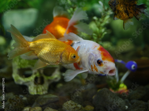 Goldfish swim beautifully in an aquarium with clear water with other fish