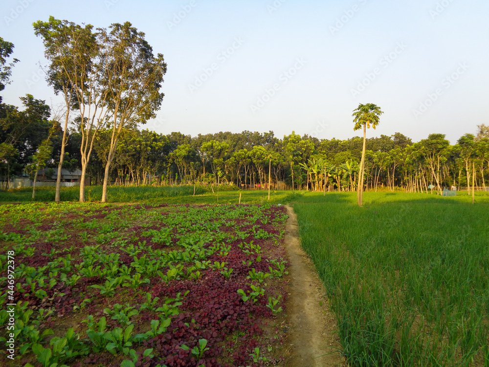 Combination of crops in Bengal field in the summer season. A Beautiful Landscape of Bangladesh.