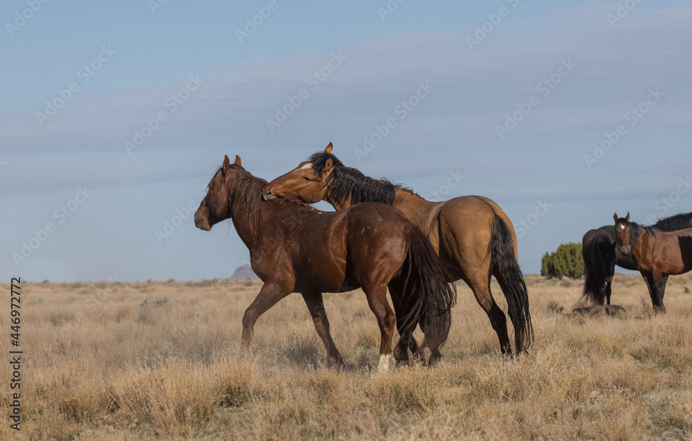 Wild Horse Stalliosn Fighting in the Utah Desert Wild Horse Stalliosn Fighting in the Utah Desert